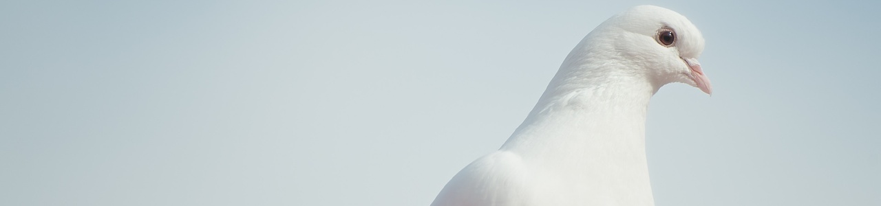 dove jewish symbol
                        