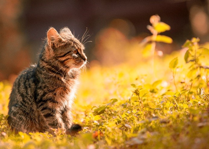 Cat in Judaism