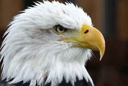 Song of the Eagle