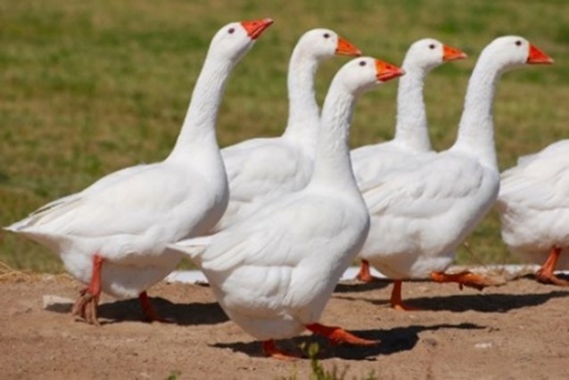 Goose in Judaism