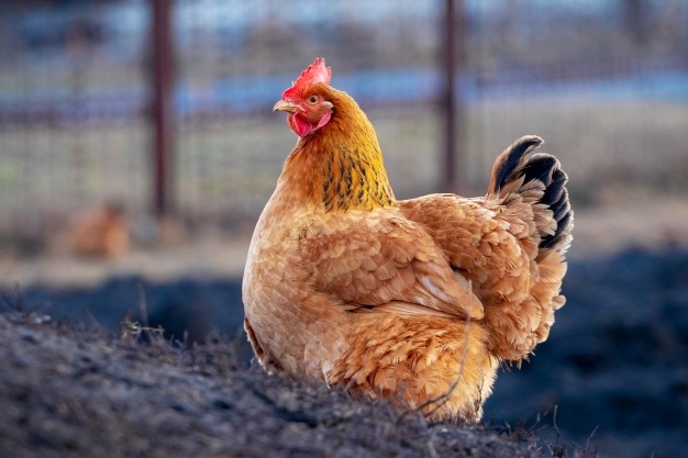 Rooster in Judaism